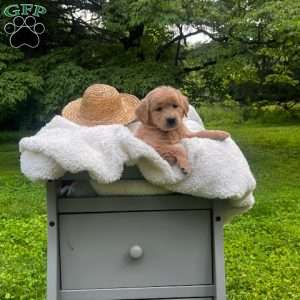 Skye, Mini Goldendoodle Puppy